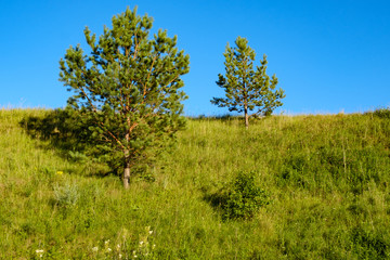 Fototapeta na wymiar two small pines on the hillside and blue sky, summer day green