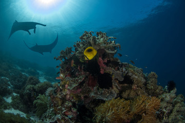 The Reef Manta Ray, Manta Alfredi.