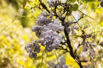 Beautiful fresh purple wisteria flowers blooming in spring garden