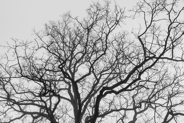 Background of bare tree crown silhouettes with capricious branches, low perspective