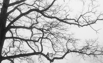 Background of bare tree crown silhouettes with capricious branches, low perspective