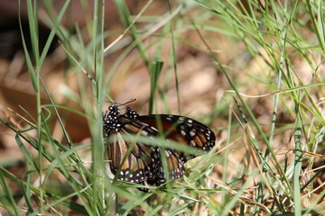Mariposas