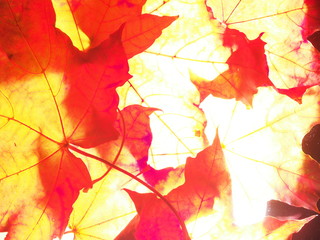 Red autumn fallen maple leaves on the lumen.  Close up. Defoliation.