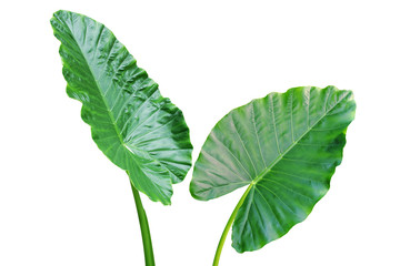 Green Leaves of Elephant Ear Plant Isolated on White Background