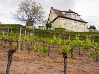 Fototapeta na wymiar Wide angle of a house overlooking multiple rows of grapevines on a cloudy spring day. Alsace Wine Route. Turckheim, France. Travel and tourism.
