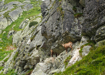 Fototapeta na wymiar Serna on the hillside in the High Tatras, Slovakia, Europe