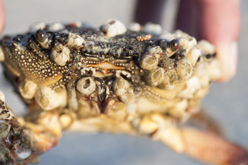Macrophotography of sea crab covered with shells.