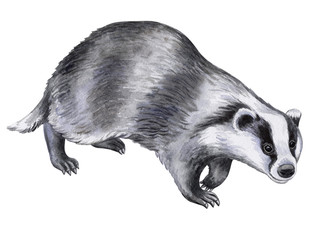 Badger animal isolated on white background. Watercolor. Illustration. Template. Picture. Hand drawn, close-up  