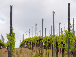 Fototapeta na wymiar Grapevines planted on steel trellis in rows on a dark, cloudy day. Turckheim, Alsace wine route, France. Agriculture and winemaking industry.