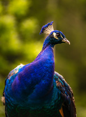 Beautiful majestic male peacock