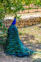 Obraz premium PeacPeacock photographed from behind with colourful tail in foreground and head in profile in backgrounock photographed from behind with colourful tail in foreground and head in profile in background.