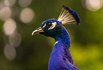 Naklejka premium Beautiful majestic male peacock, side portrait
