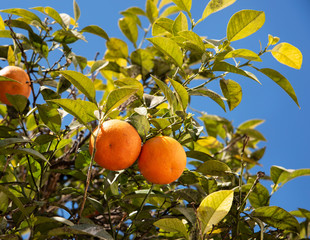 tropical oranges growing on a tree