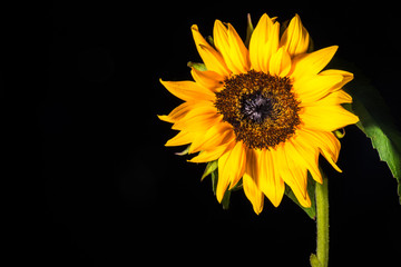 single daisy black background 