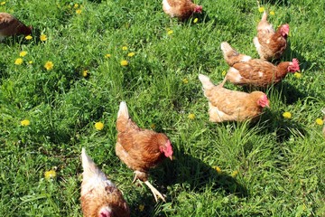 Hühner auf der Wiese
