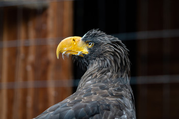 Portrait of a Eagle