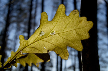 yellow leaf in autumn