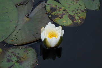 Lilypad in bloom