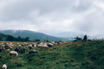 Obraz premium landscape with mountains sheeps and clouds