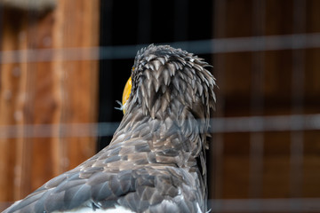 Portrait of a Eagle