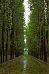 Fototapeta premium road in the forest