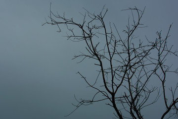 Obraz premium silhouette of a tree