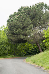 asphalt road in the mountains of Abkhazia.
