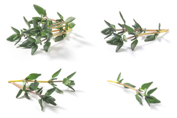 Set of Thyme fresh herbs (Thymus vulgaris) shrub. Fine herb. Isolated on a white background.