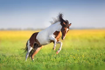 Fotobehang Bay pinto horse run fast in green spring meadow © kwadrat70
