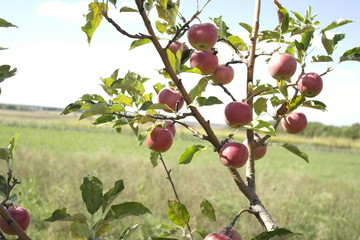  ripe fresh apples  on a branch