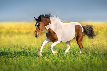 Bay pinto horse run fast in green spring meadow