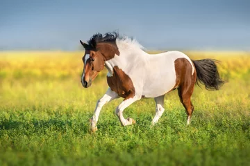 Fototapeten Bay pinto horse run fast in green spring meadow © kwadrat70