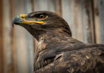 Portrait of a Eagle