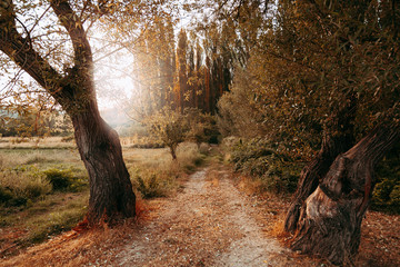 Autumn path with fallen leaves on the ground