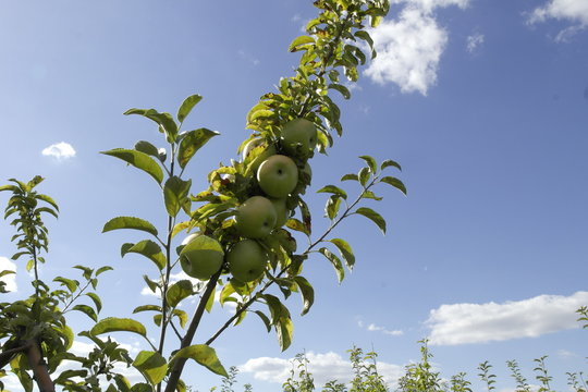  ripe fresh apples of the Simirenko variety on a branch
