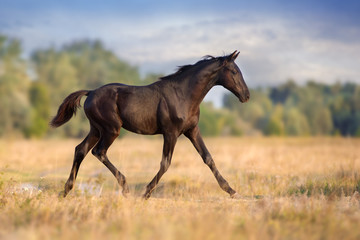 Black colt trotting on autumn field