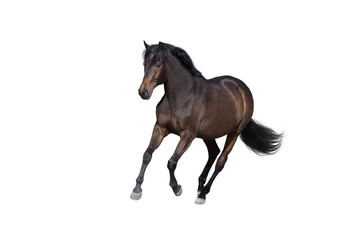 Obraz na płótnie Canvas Bay horse run gallop isolated on white background