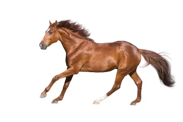 Foto op Aluminium Rode paard galop rennen geïsoleerd op witte achtergrond © kwadrat70