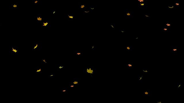 Falling autumn leaves animation on black background