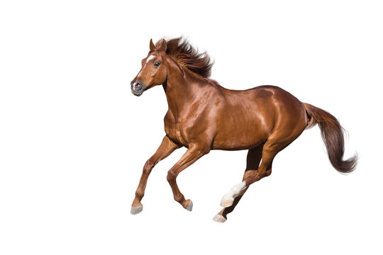 Fototapeta Red horse run gallop isolated on white background
