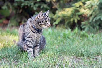 Striped grey cat sitting on grass in a garden, looking to the right, alert