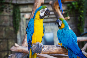 Ara ararauna. Two Blue-yellow macaw parrots on tree branch. Ara macao parrots in zoo.