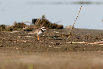 Ringed Plover (Charadrius hiaticula).