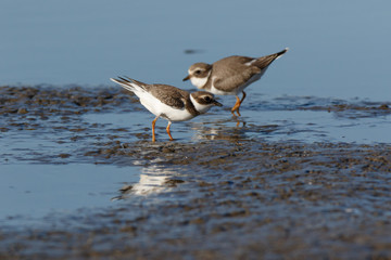 Ringed Plover (Charadrius hiaticula).