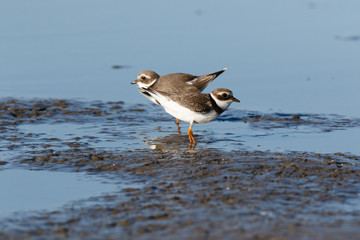 Ringed Plover (Charadrius hiaticula).