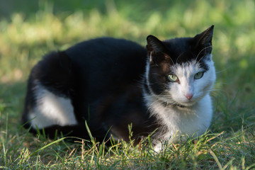 Naklejka na ściany i meble Sleepy black and white cat lying on grass in a garden, looking into the camera