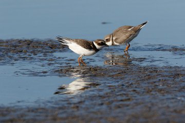 Ringed Plover (Charadrius hiaticula).