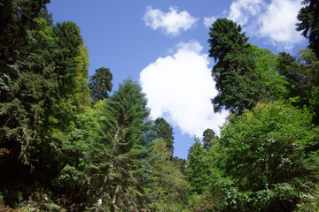 Fototapeta na wymiar green trees and blue sky
