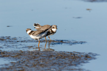 Ringed Plover (Charadrius hiaticula).