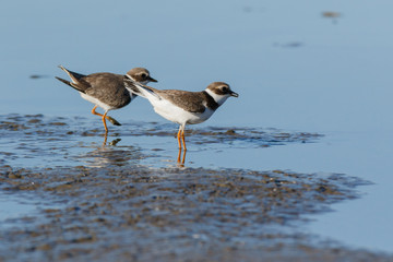 Ringed Plover (Charadrius hiaticula).